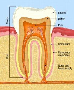 Bradford Family Dentistry Root Canal