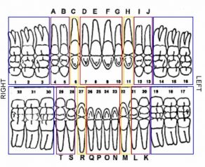 Human Teeth Dental Charts - Bradford Family Dentistry