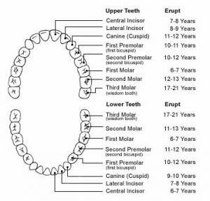 permanent teeth chart