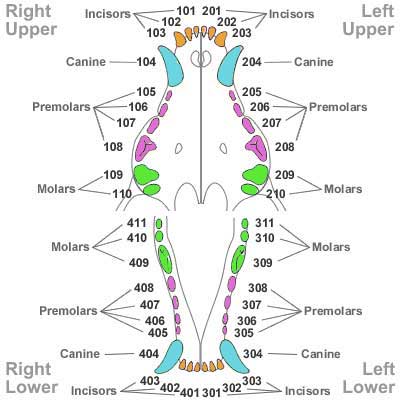 A dental chart diagram featuring a dog's oral structure.